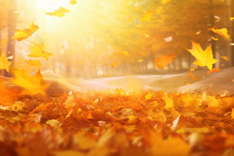 唯美秋日落叶,高清,摄影图,摄影图片,图片大全,摄影图免费下载